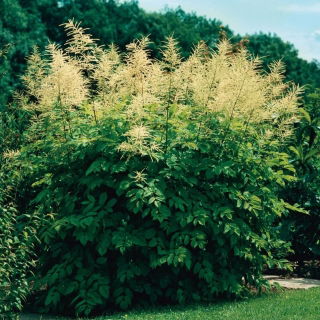 Aruncus Dioicus, Geitenbaard - groot pakket! - 10 stuks - 