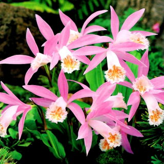 Tuinorchidee - groot pakket! - 10 stuks - 