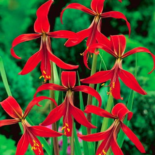 Sprekelia Formosissima, Aztec Lilies, Jacobean Lilies - large package! - 10 pcs