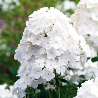 Phlox White -  large package! - 10 pcs