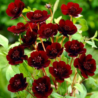 Chokolade kosmos - Cosmos atrosanguineus - stor pakke! - 10 stk.