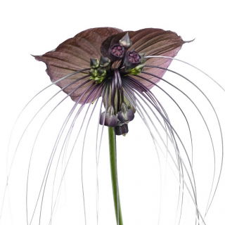 Tacca Chantrieri, moustaches de chat, fleur du diable, plante chauve-souris noire - grand paquet ! - 10 pieces