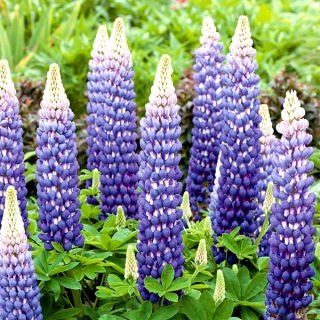 Lupinus, Lupin, Lupin Blue - didelė pakuotė! - 10 vnt.