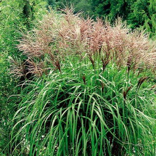 Maiden silvergrass - Orientul Îndepărtat - pachet mare! - 10 buc - 