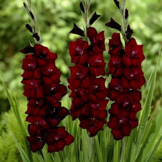 Gladiolus Black Surprise - XXXL pack - 250 pcs