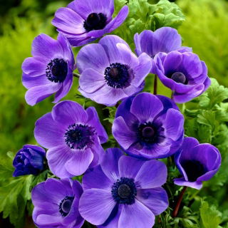 Anemone Mr Fokker - XXL Pack - 80 st