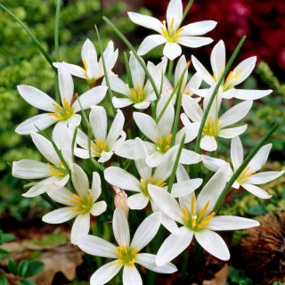 Zephyranthes Candida - Confezione XXL 100 pz