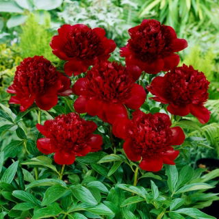 Peony, Paeonia - Red Charm - seedling - large package! - 10 pcs