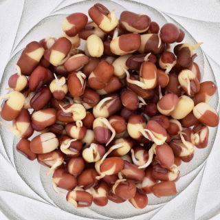 Klíčenie semien - červené fazule - 