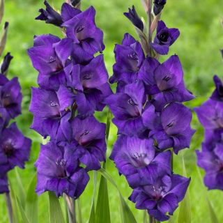 Gladiolus - lila virágok - XXXL csomag 250 db XXL méretű hagyma - 