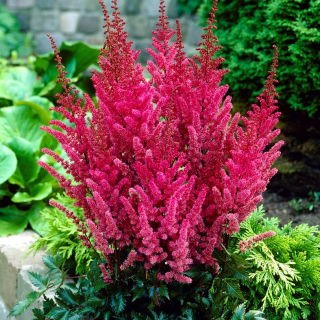 Astilbe "Montgomery" - rosso bordeaux; falsa spirea - confezione XL - 50 pz - 