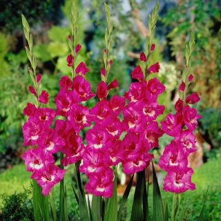 Gladiolus "Rhapsody in Blue" - confezione XL - 50 pz - 