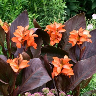 Canna lily - Happy Wilma - XL förpackning - 50 st