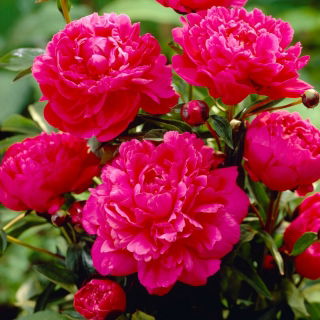 Pivoine du Kansas - semis - gros paquet ! - 10 pieces
