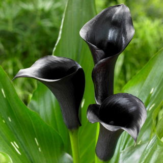 Черна кала (Zantedeschia)
