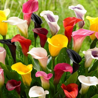 Calla lilje farvevalg - XL pakke - 50 stk.