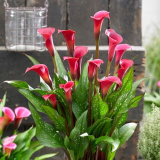 Red Charm calla liliom (Zantedeschia)