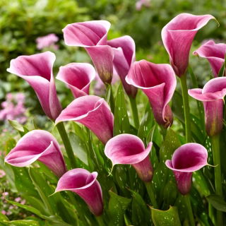 Sannah kala (Zantedeschia)