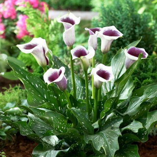 Vermeer calla lily (Zantedeschia) - large package! - 10 pcs