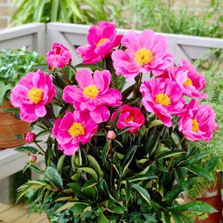 Dancing Butterfly peony - seedling