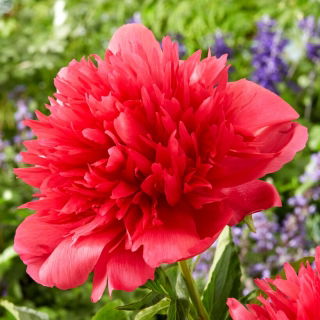 Many Happy Returns peony - seedling