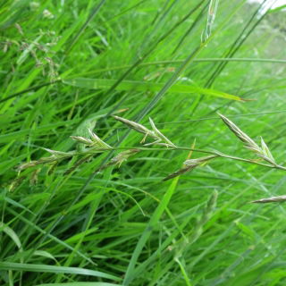 Festulolium "Felopa" - 5 kg - 