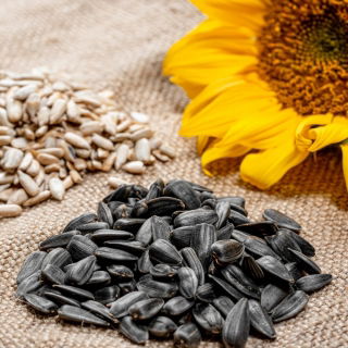Schwarze Sonnenblume - 10 kg - 
