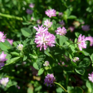"Nitro Plus" Persian clover - 0.5 kg