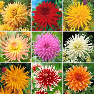 Dahlia - een selectie van 9 meest intrigerende soorten - 