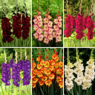 Medium set - 30 gladioluslökar - ett urval av 6 mest spännande sorter