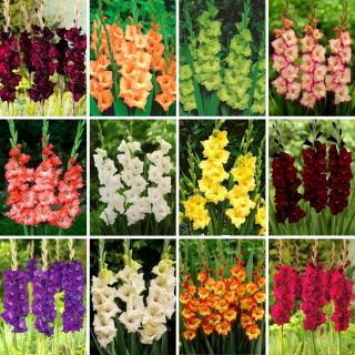 Extra stort set - 60 gladioluslökar - ett urval av 12 mest spännande sorter
