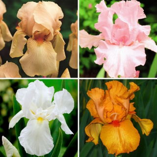 Iris - una selezione delle 4 varietà più intriganti