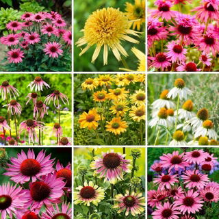 Coneflower: una selección de las 9 variedades más intrigantes