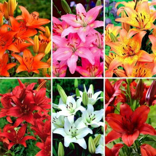 Asiatic lily - a selection of 6 most popular varieties