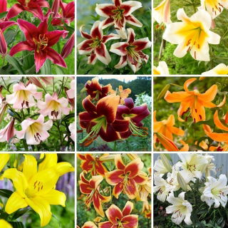 Tree lily - a selection of 9 most popular varieties