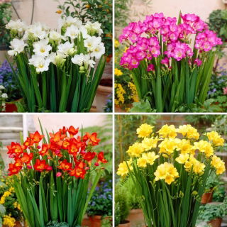 Frezie cu o singură floare - o selecție de 4 soiuri cele mai populare
