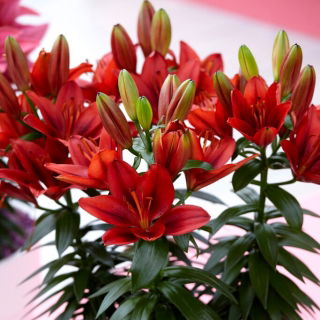 Tiny Rocket miniature lily