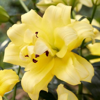 Lirio exótico del árbol del sol - flor doble