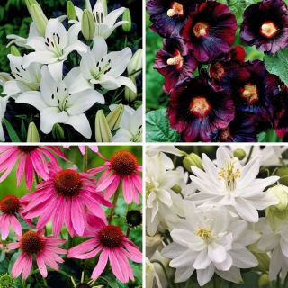 Bestseller primaverili - raccolta di 4 varietà di piante da fiore