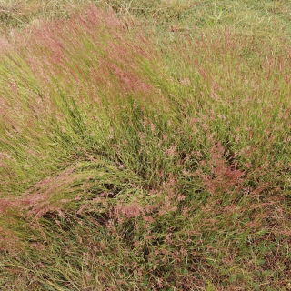 "Dipper" rhizomous red fescue - 5 kg