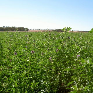 "La Bella Campagnola" lucerna - 1 kg - 