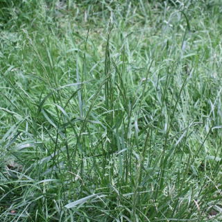 Ballica perenne "Fancy" - 5 kg - 