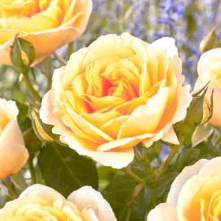 Tea multiflora rose (Polyantha) - piantina - 