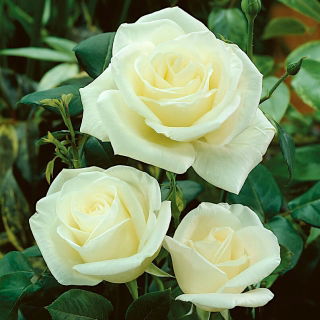 "Szűz" nagyvirágú (Grandiflora) rózsa - palánta - 