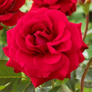 "Concerto" multiflora rose (Polyantha) - seedling