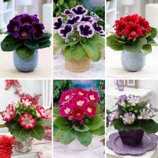 Gloxinia - selecție de 6 soiuri de flori bulbi