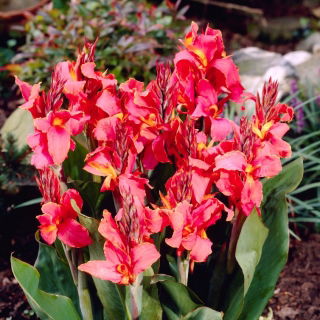 Canna Orchid - XL pack - 50 pcs