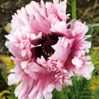 Papaver, Poppy Ruffled Patty - pacote XL - 50 unid.