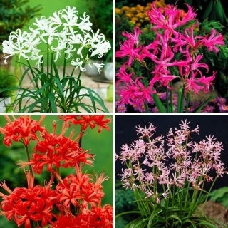 Nerine, lirio de Jersey - selección de 4 variedades de flores de bulbo