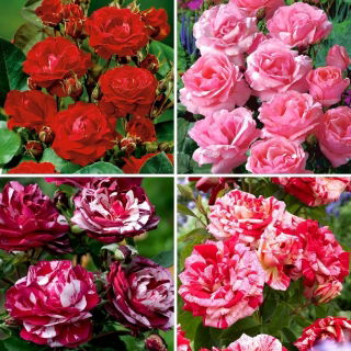 Multiflora rose (Polyantha) - røde og lyserøde blomstrede sorter - fire frøplanter - 
